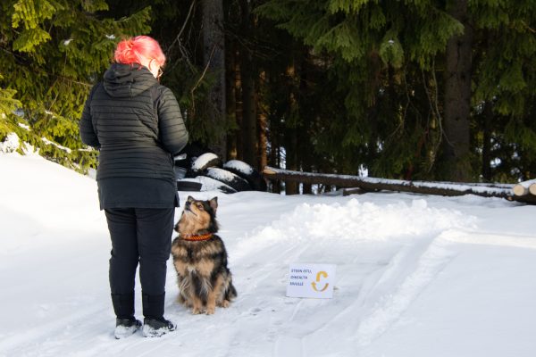 Tunnin yksilövalmennus koiraharrastuksiin