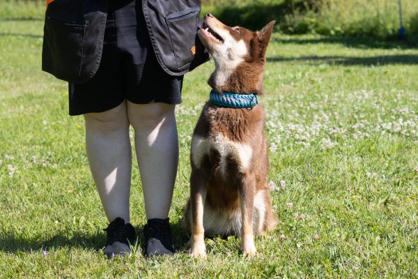 Puolen tunnin yksilövalmennus koiraharrastuksiin