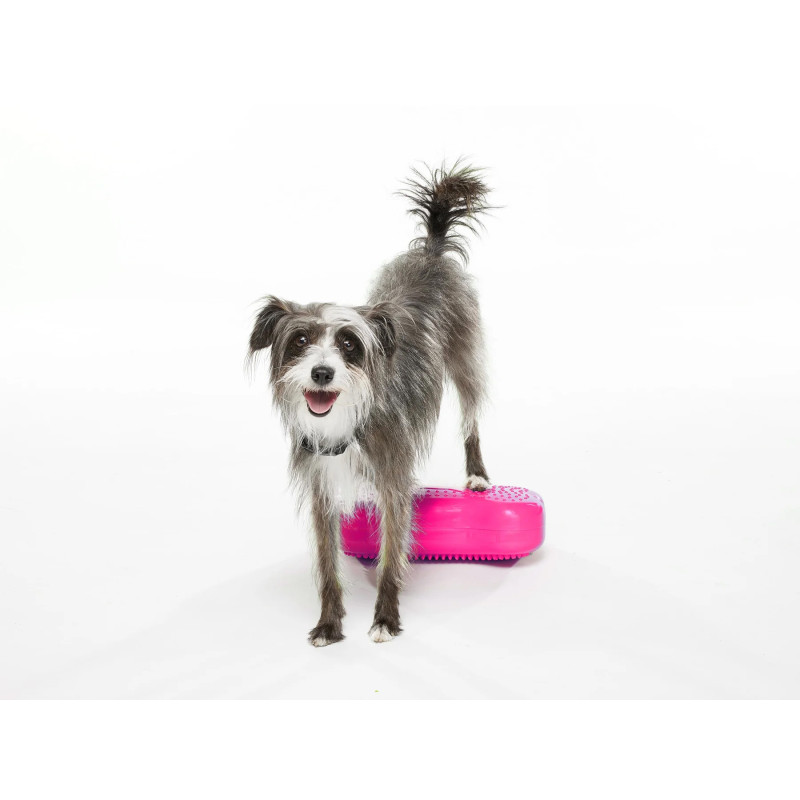 FitPAWS K9FITbone Mini koiran tasapainoalusta, 2kpl